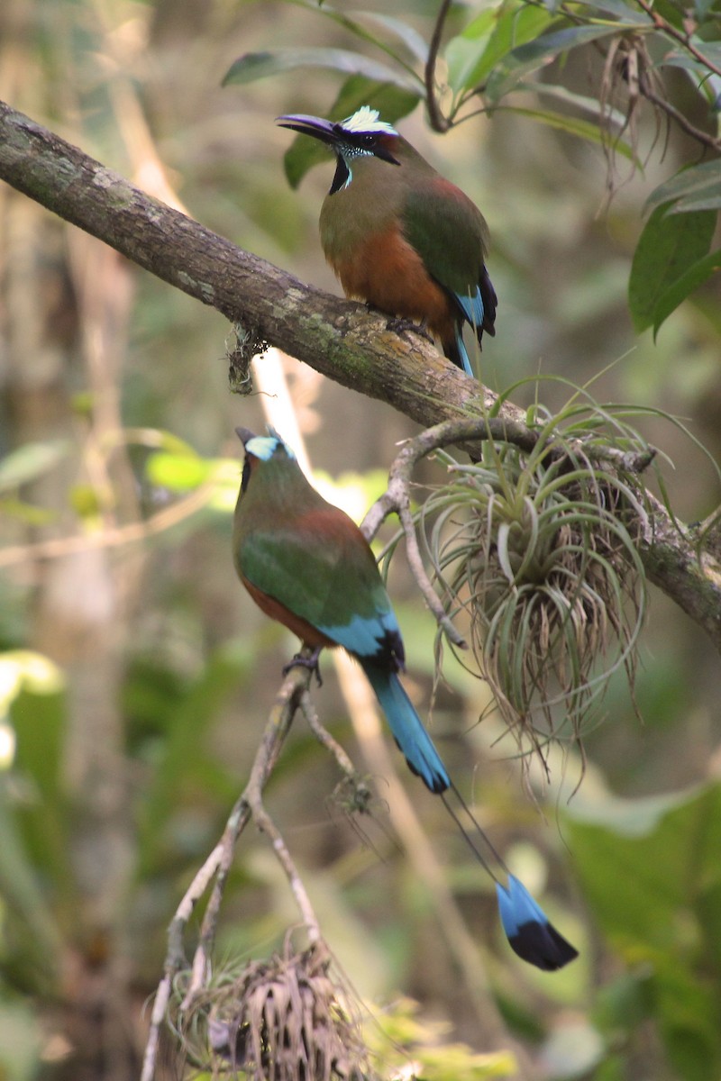 Момот рудочеревий - ML645329097