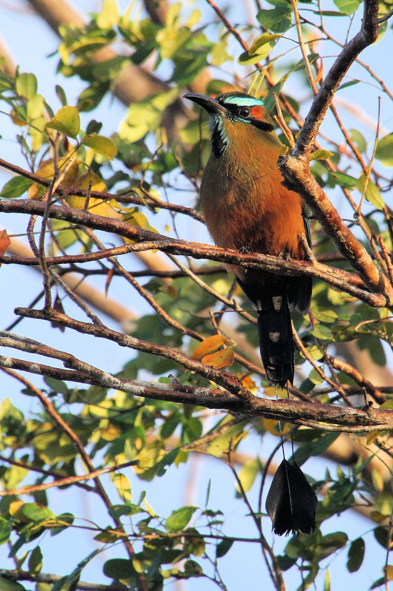 Момот рудочеревий - ML645329098