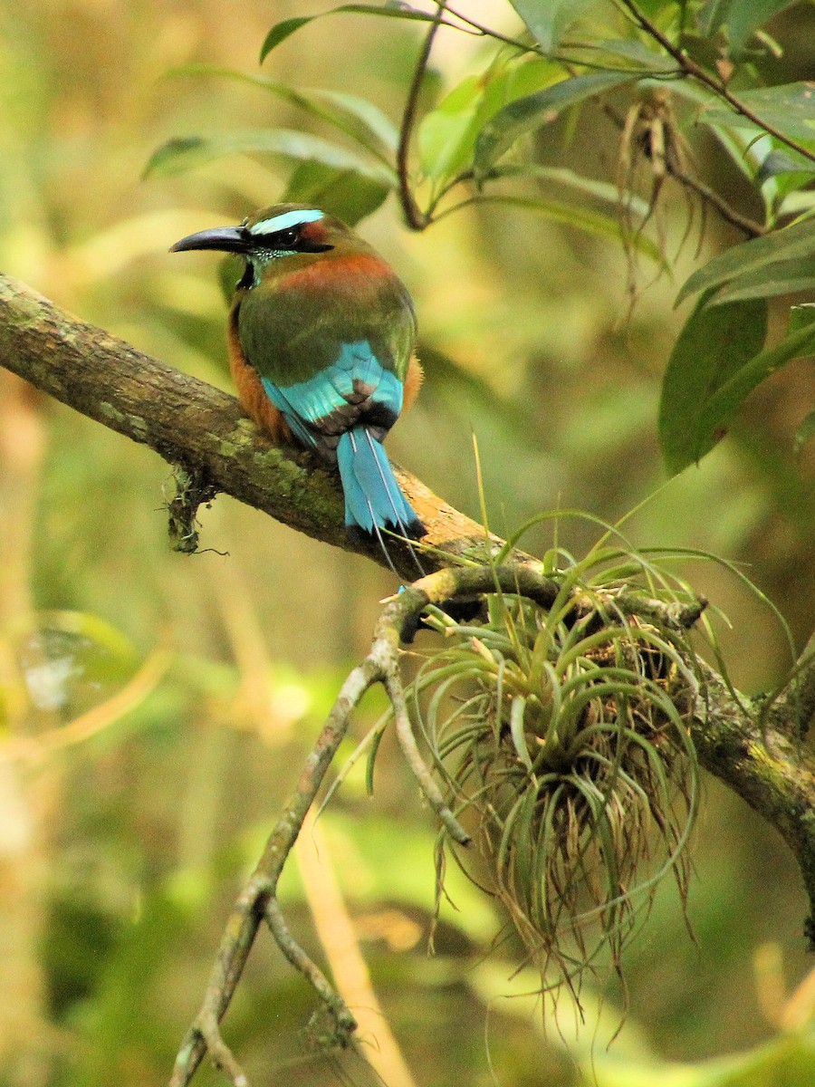 Момот рудочеревий - ML645329100