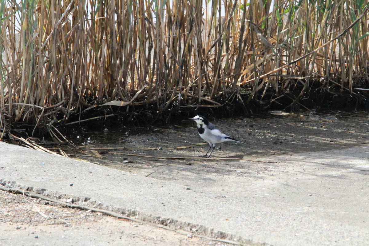 linerle - ML645329116