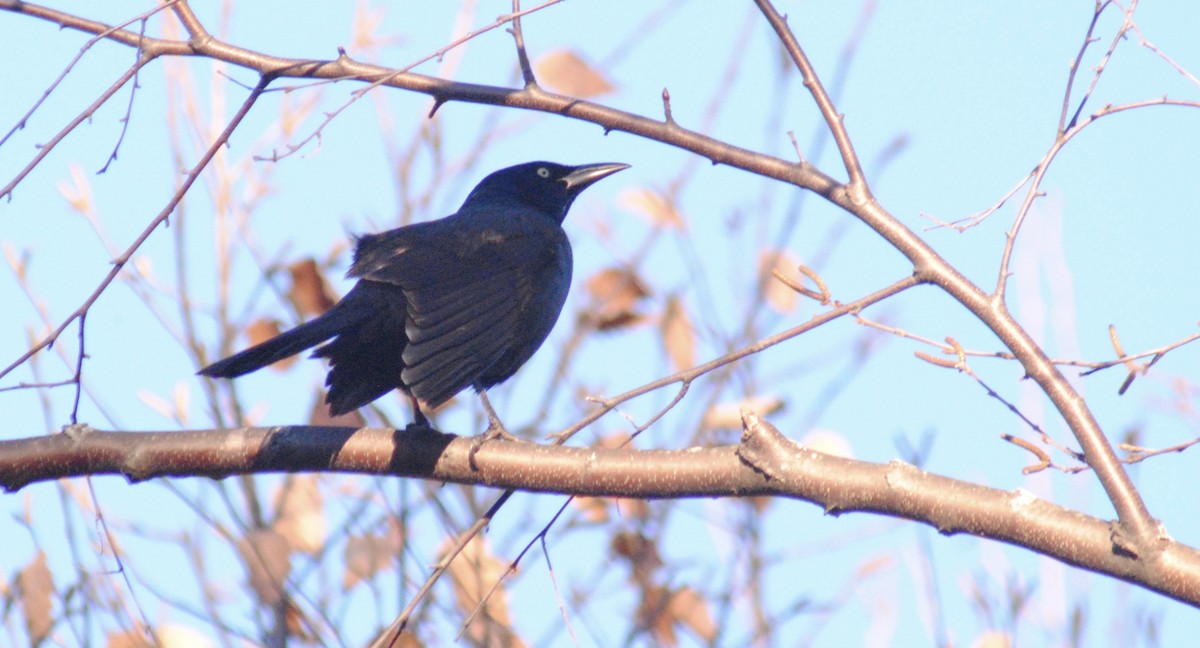 Common Grackle - ML645329117