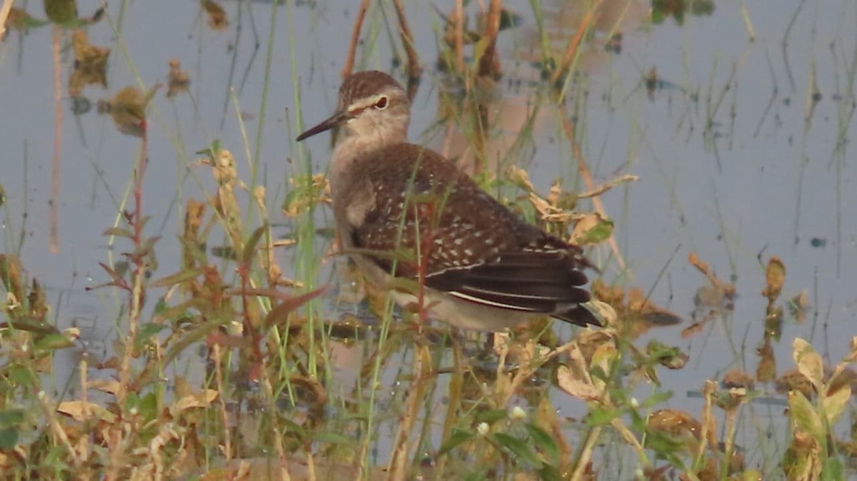 Wood Sandpiper - ML645329118