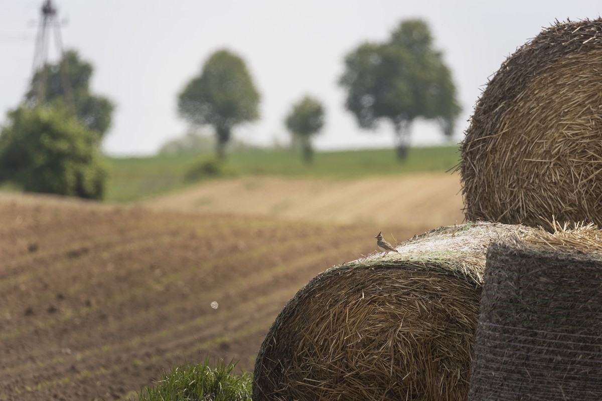 Tepeli Toygar [cristata grubu] - ML645329119