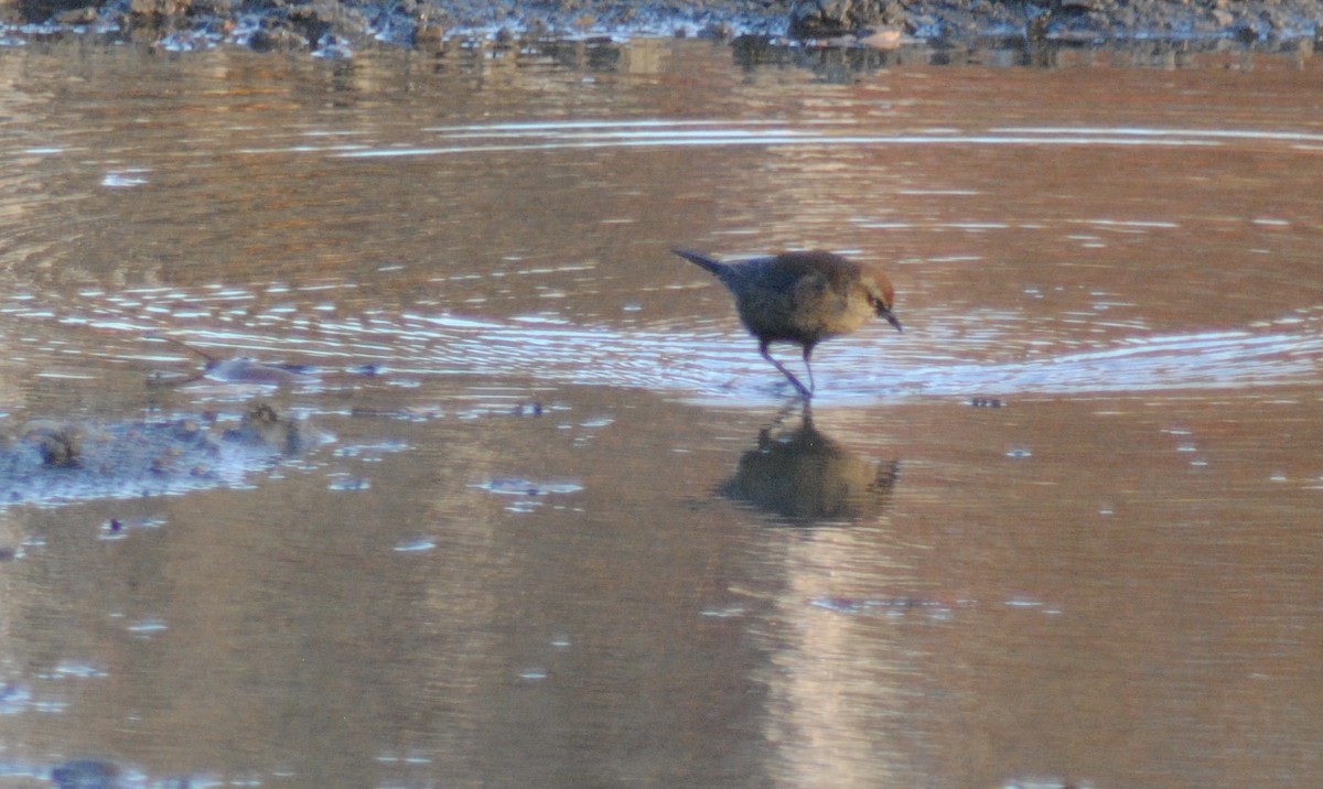 Rusty Blackbird - ML645329122