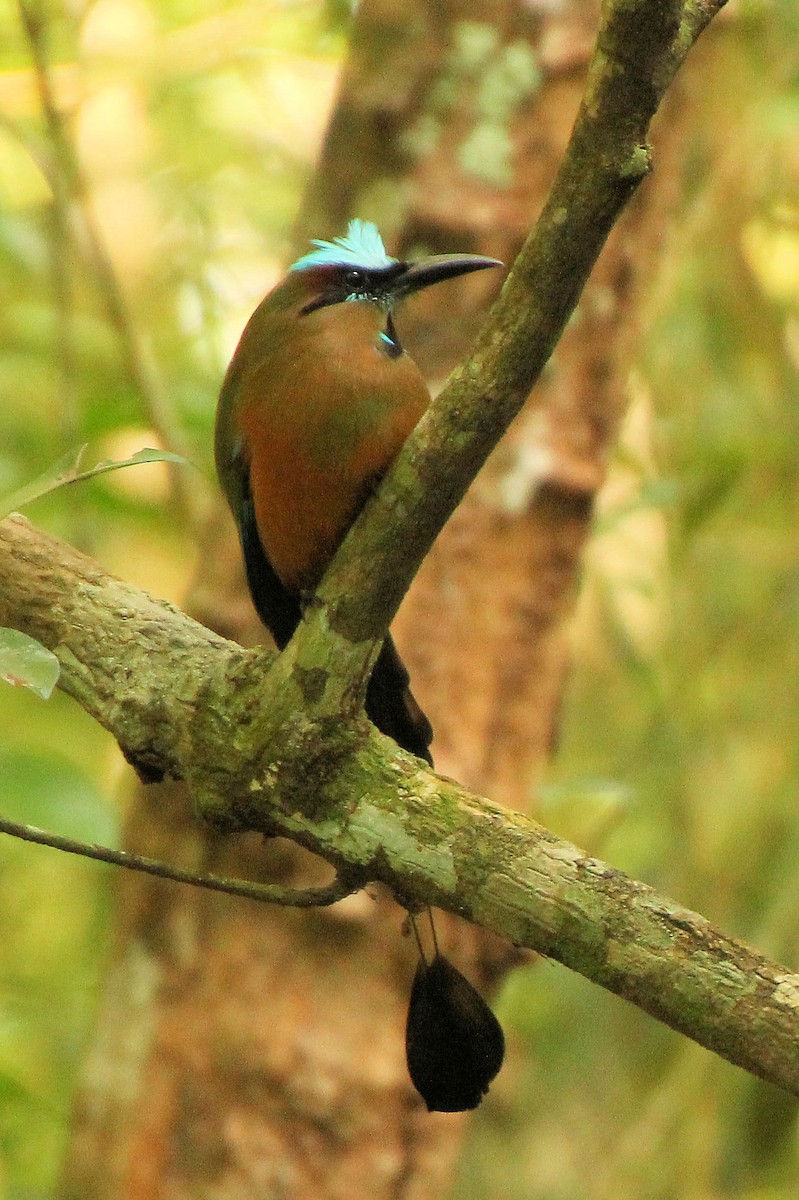 Момот рудочеревий - ML645329128