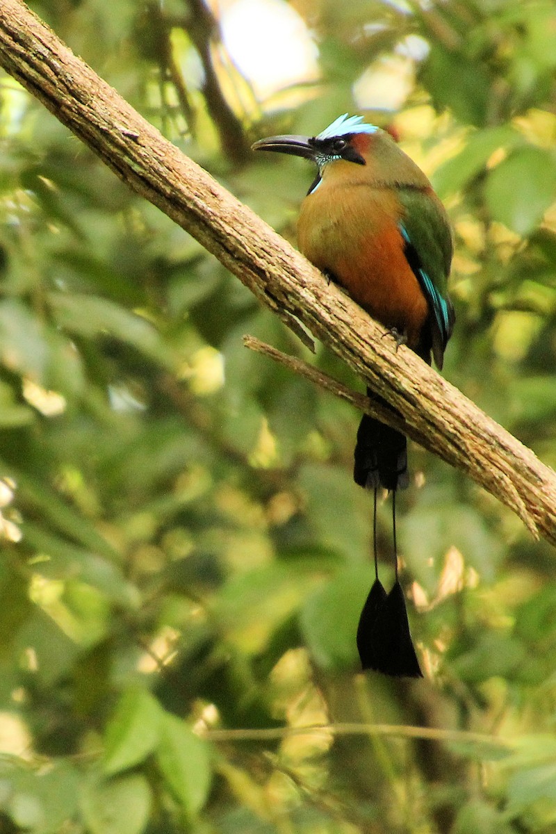 Момот рудочеревий - ML645329129