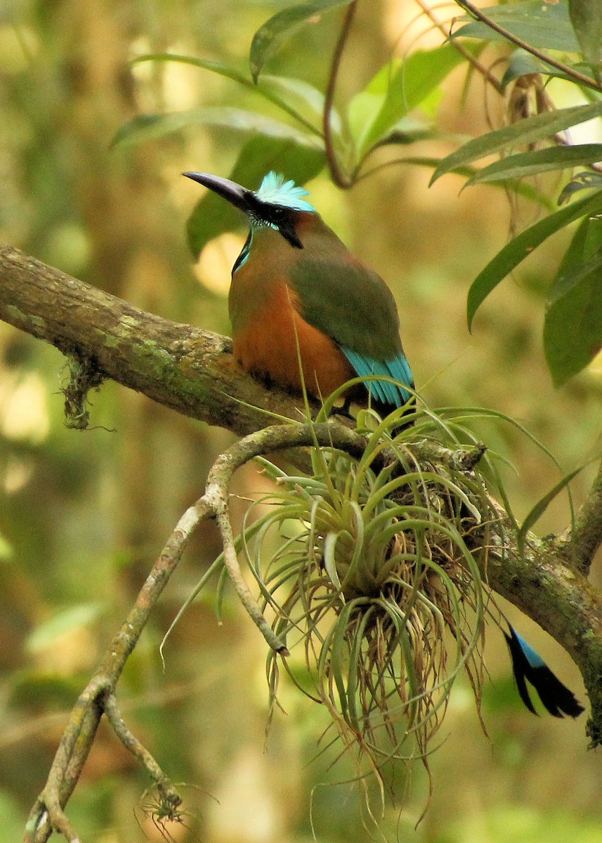 Момот рудочеревий - ML645329130