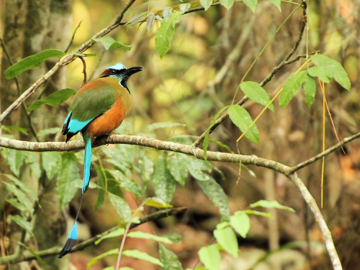 Момот рудочеревий - ML645329133