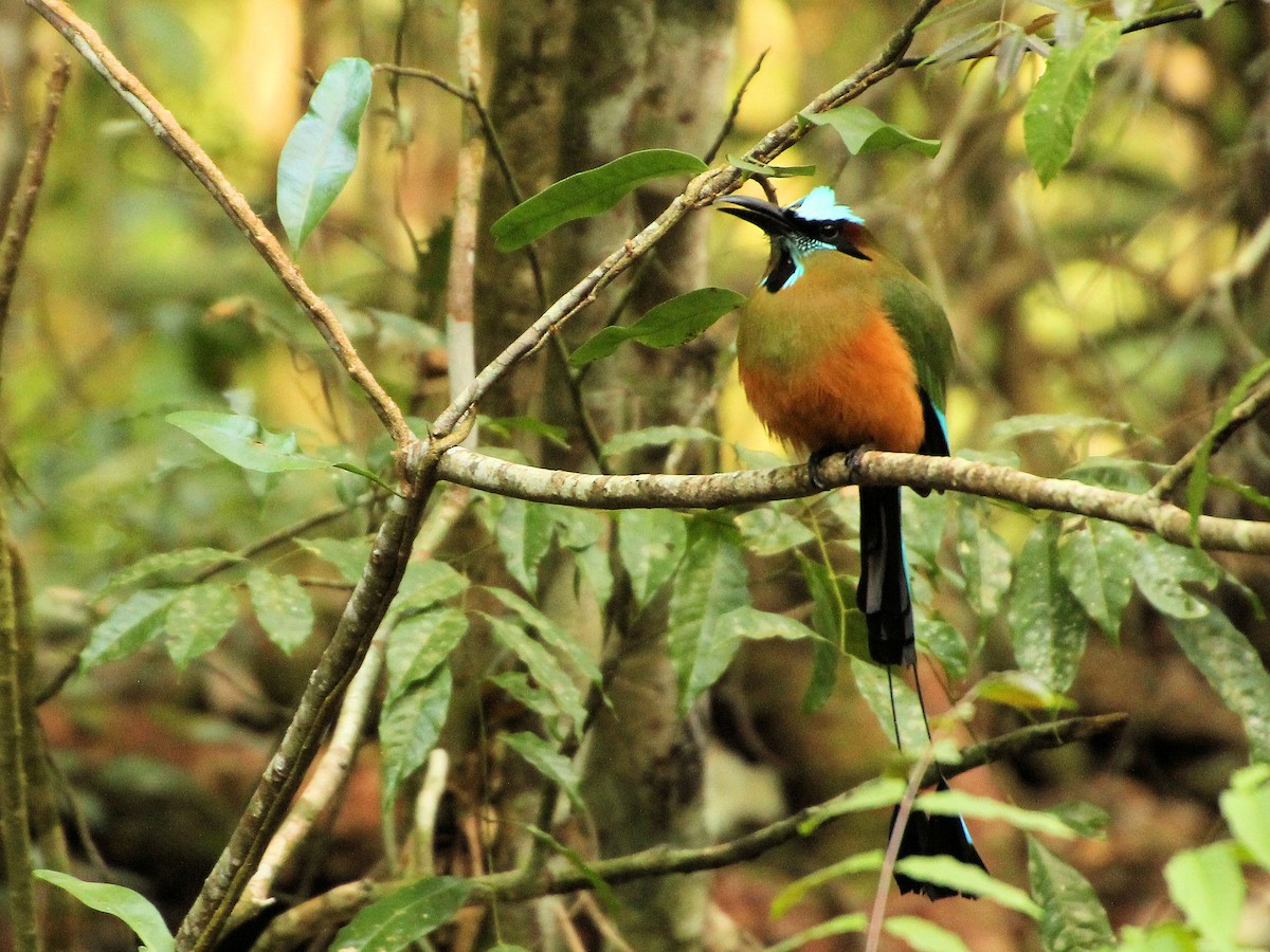 Момот рудочеревий - ML645329134