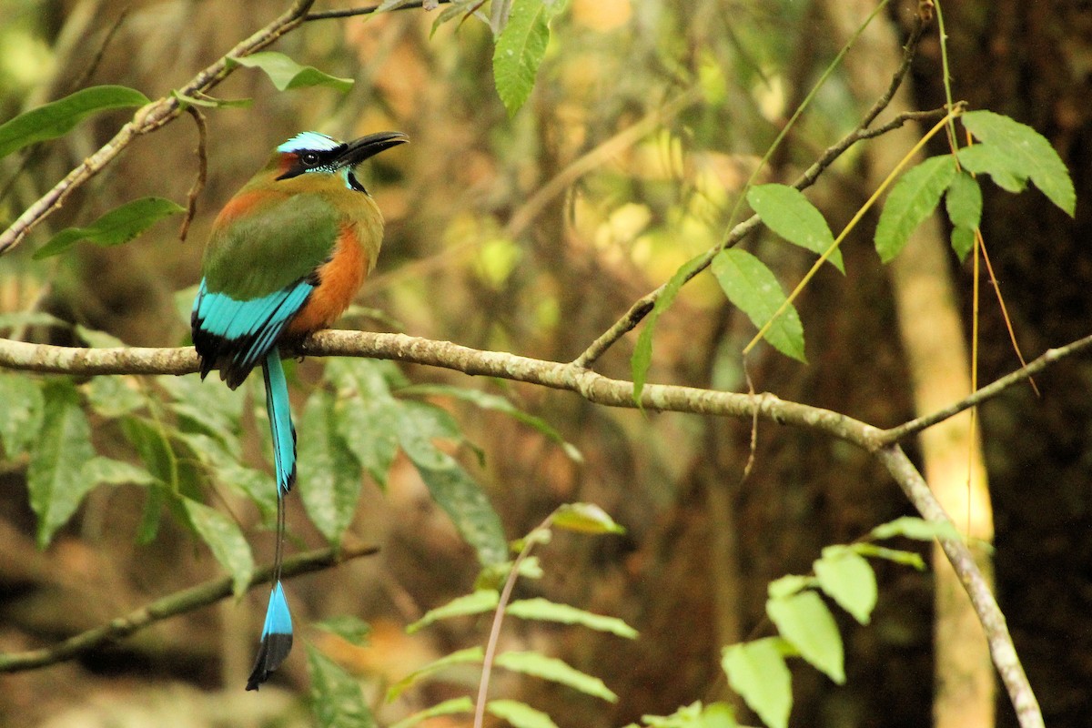 Момот рудочеревий - ML645329137