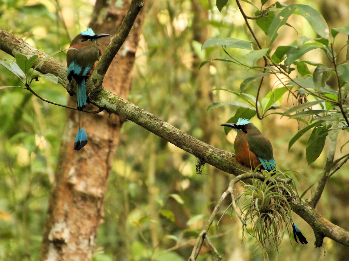 Момот рудочеревий - ML645329138