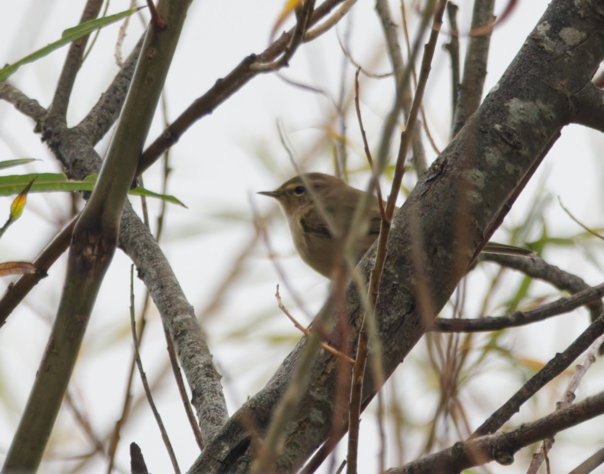 Esmer Çıvgın - ML645329139