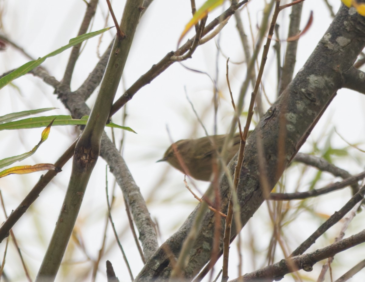 Esmer Çıvgın - ML645329141