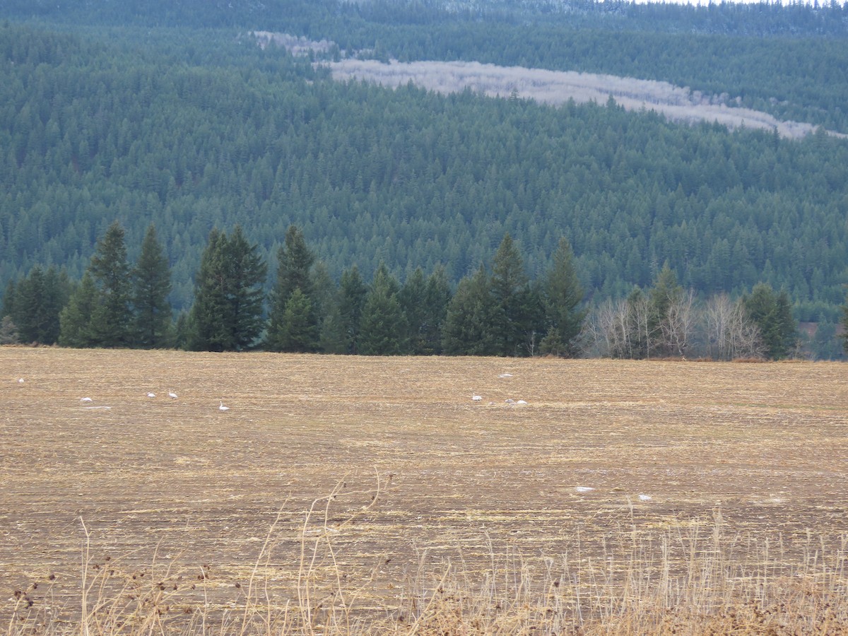 Trumpeter Swan - ML645329147