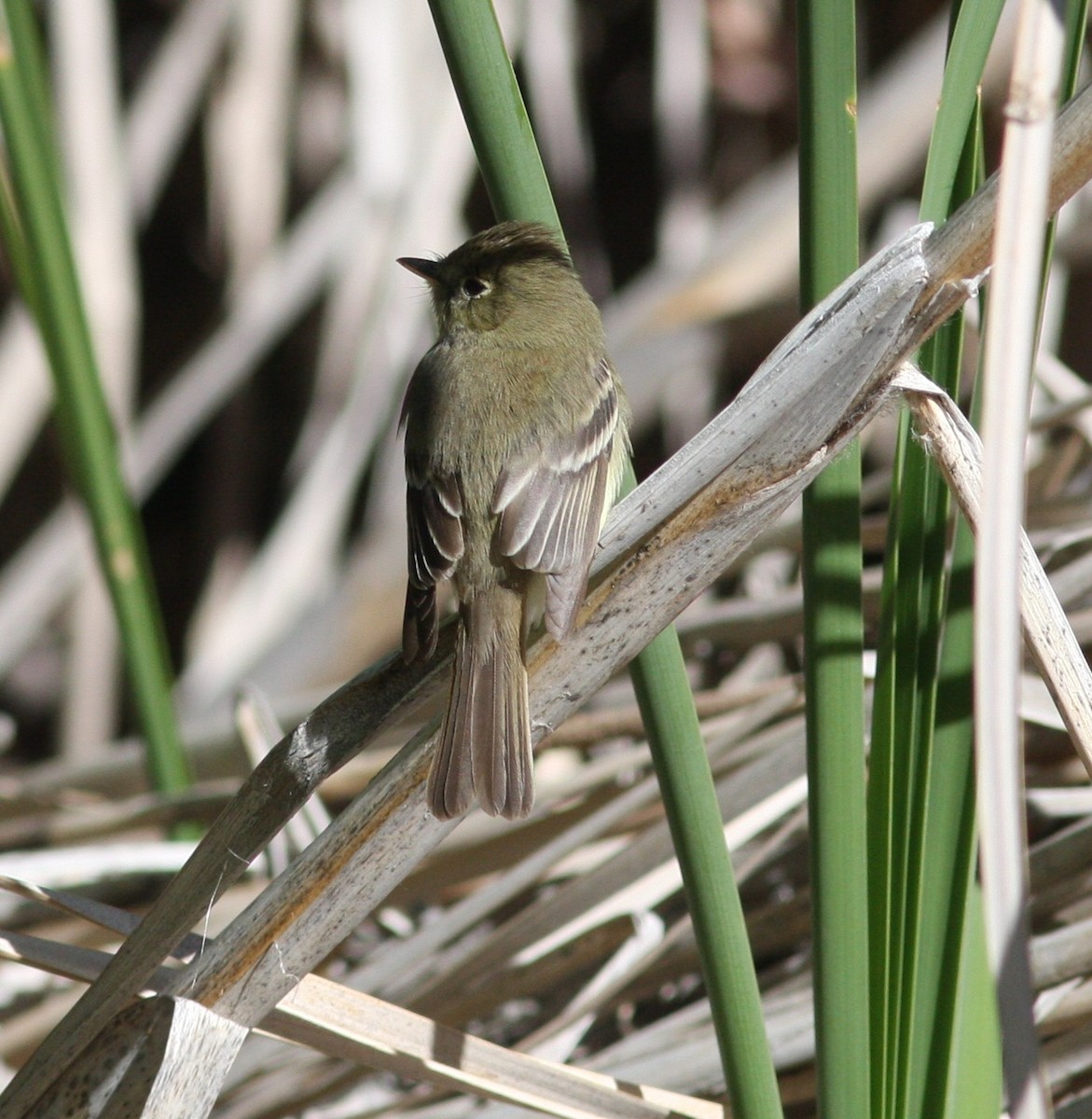 Batı Amerika Sinekkapanı [difficilis grubu] - ML645329171