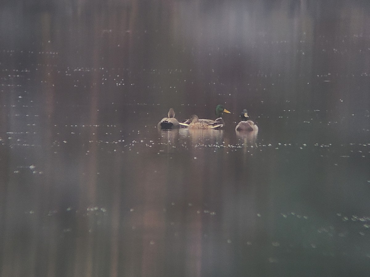 Mestolone - ML645329192