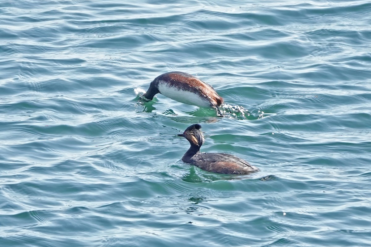 Eared Grebe - ML645329193