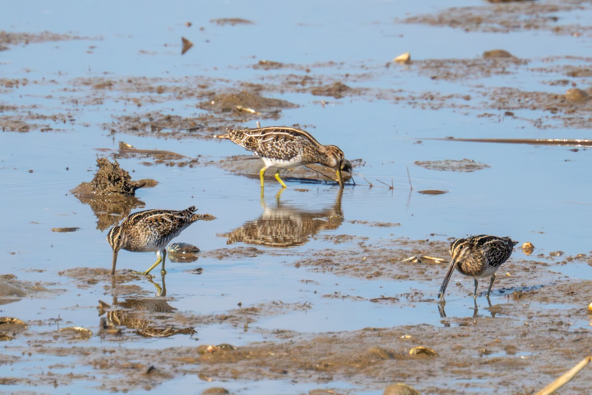 Wilson's Snipe - ML645329195
