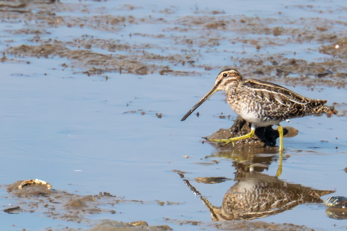 Wilson's Snipe - ML645329196