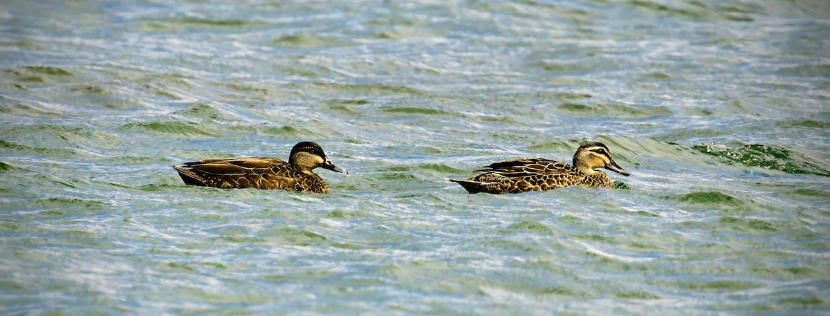Pacific Black Duck - ML645329206