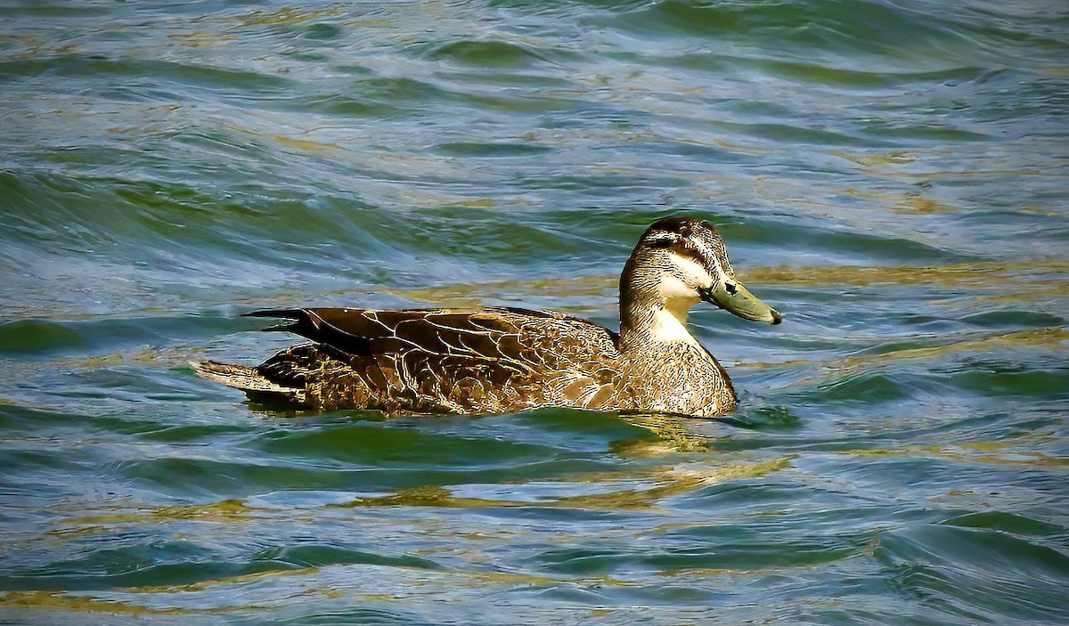 Pacific Black Duck - ML645329207
