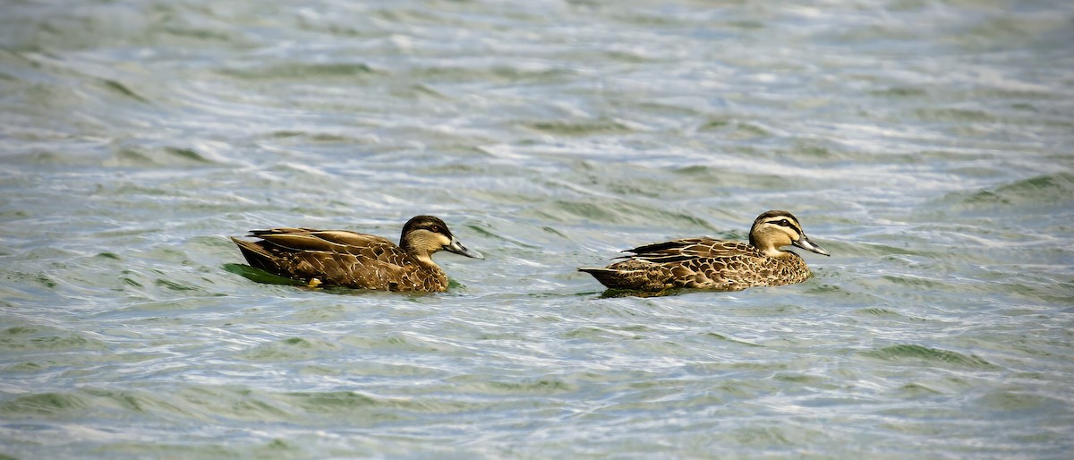 Pacific Black Duck - ML645329208