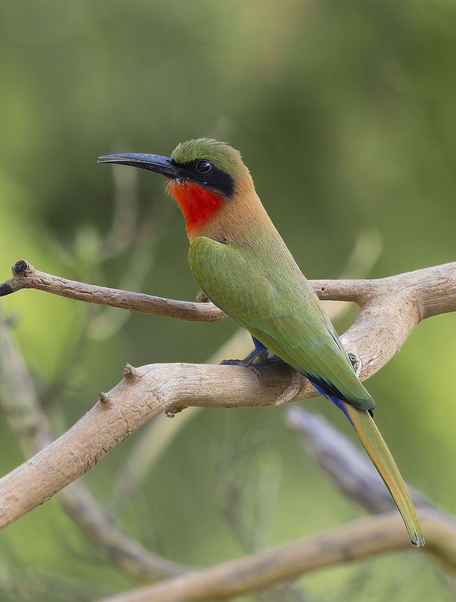 Red-throated Bee-eater - ML645329211