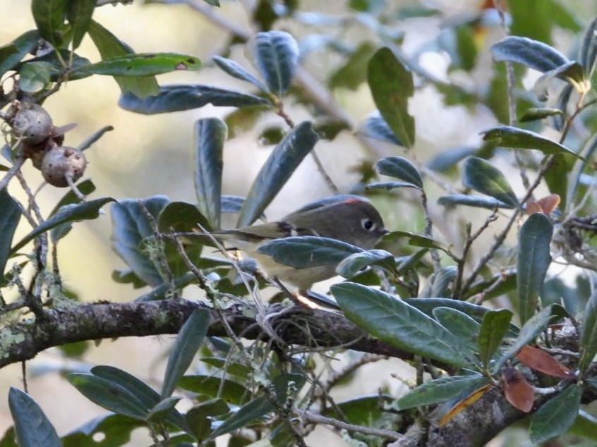 Золотомушка рубіновочуба - ML645329229