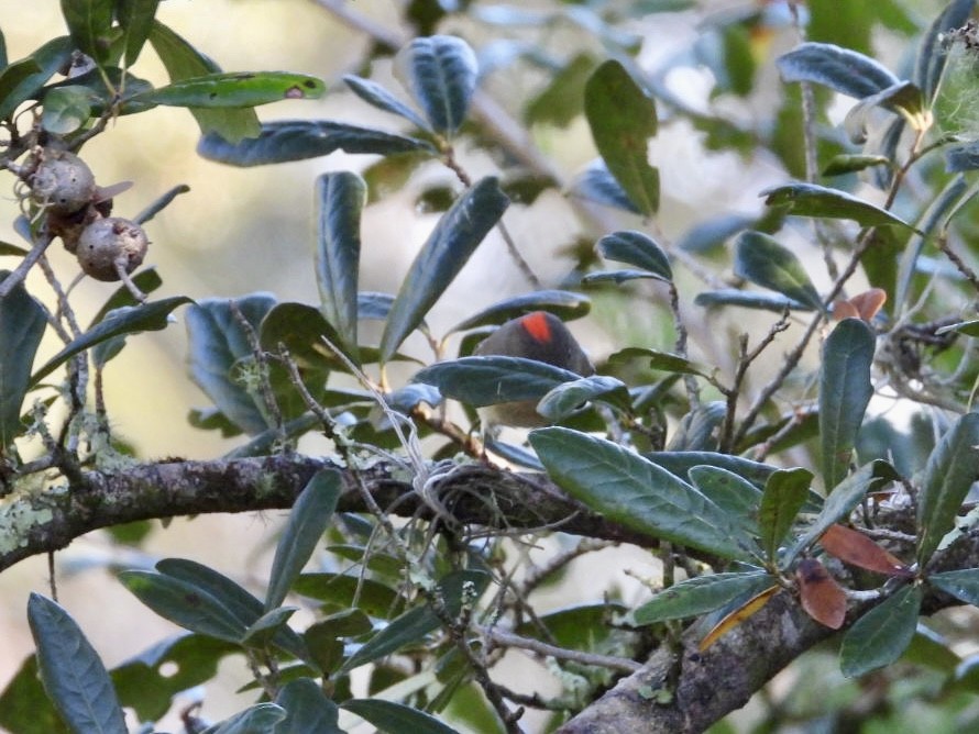 Золотомушка рубіновочуба - ML645329230