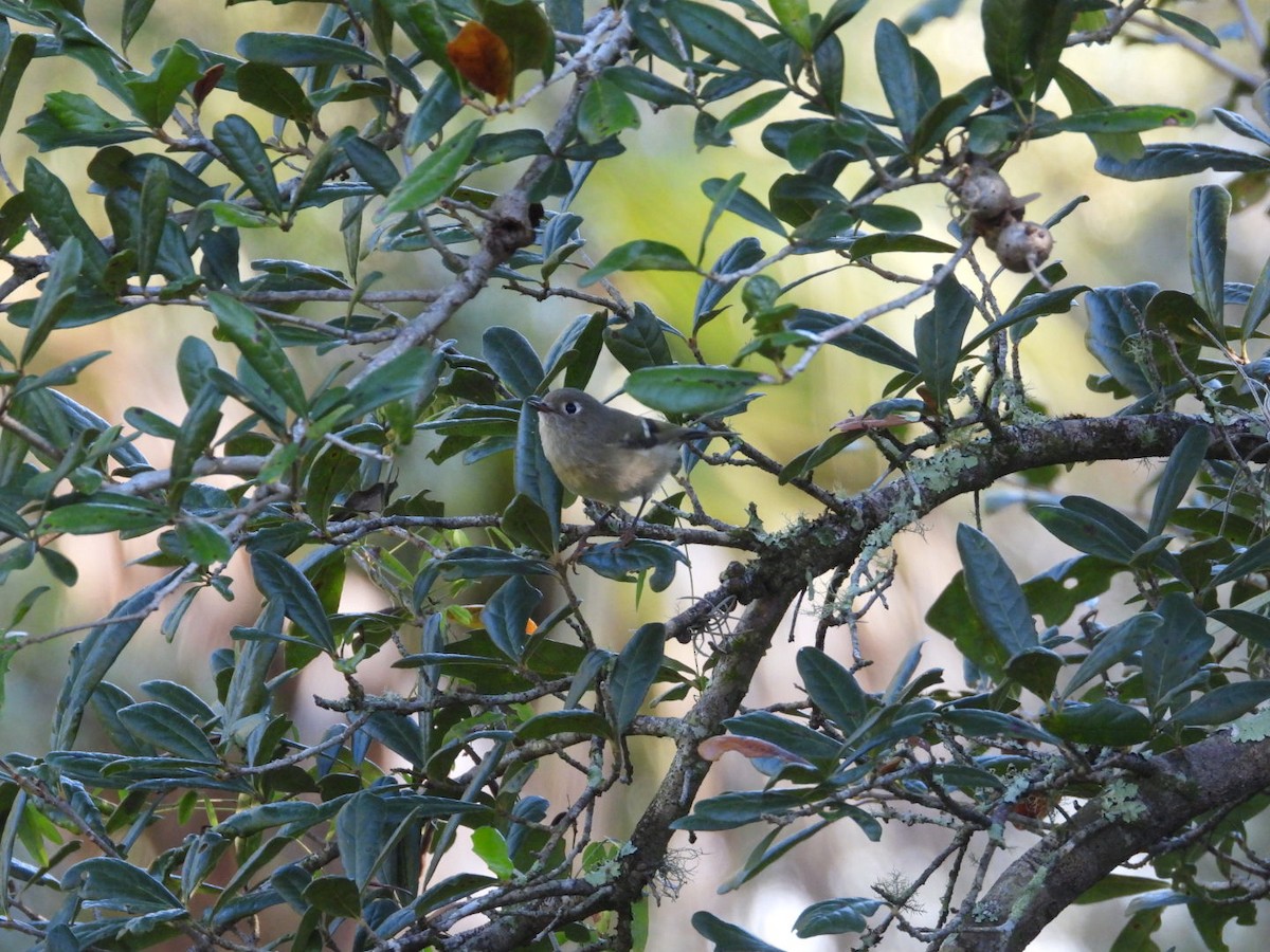 Золотомушка рубіновочуба - ML645329231