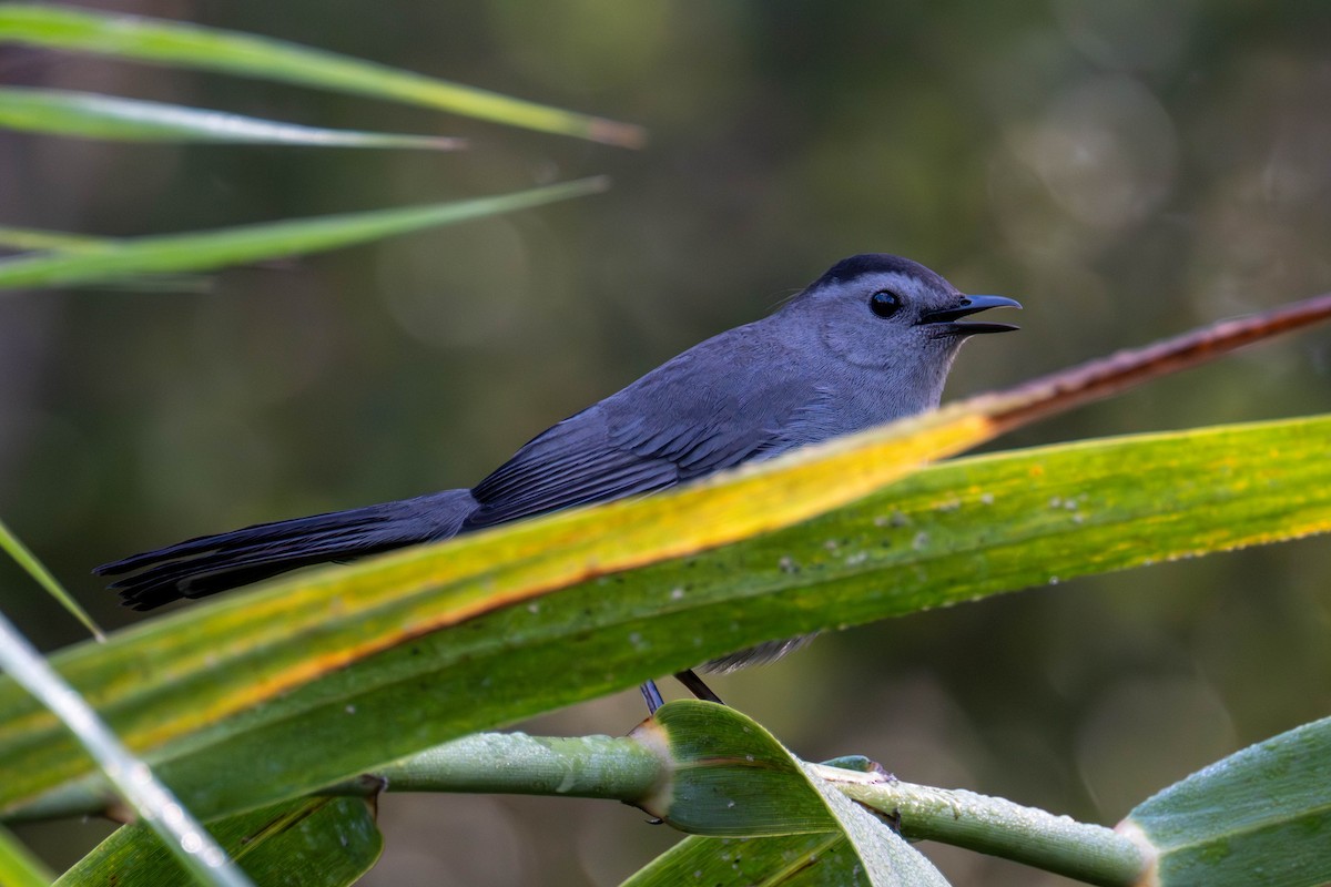 Gray Catbird - ML645329236