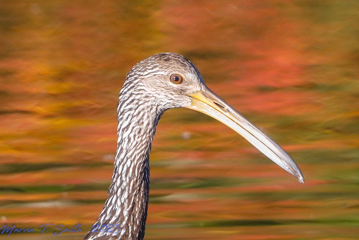 Limpkin - ML645329238