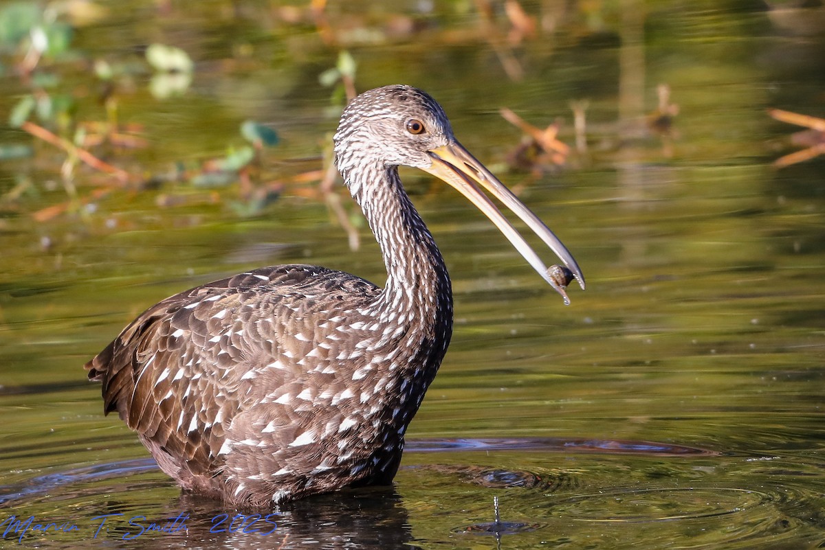 Limpkin - ML645329240