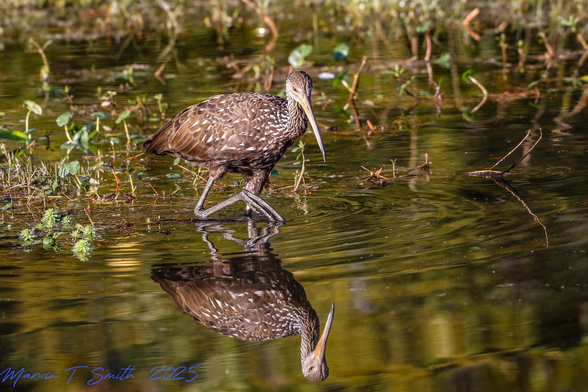 Limpkin - ML645329241