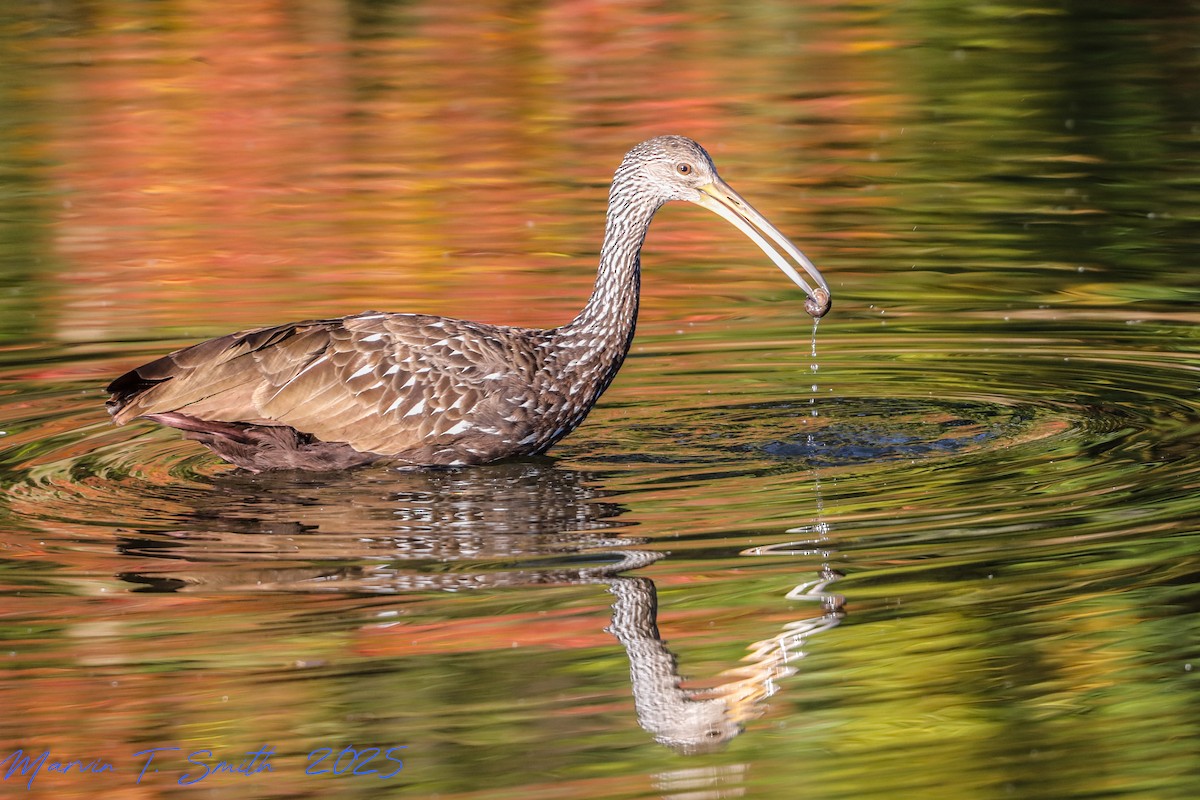 Limpkin - ML645329242