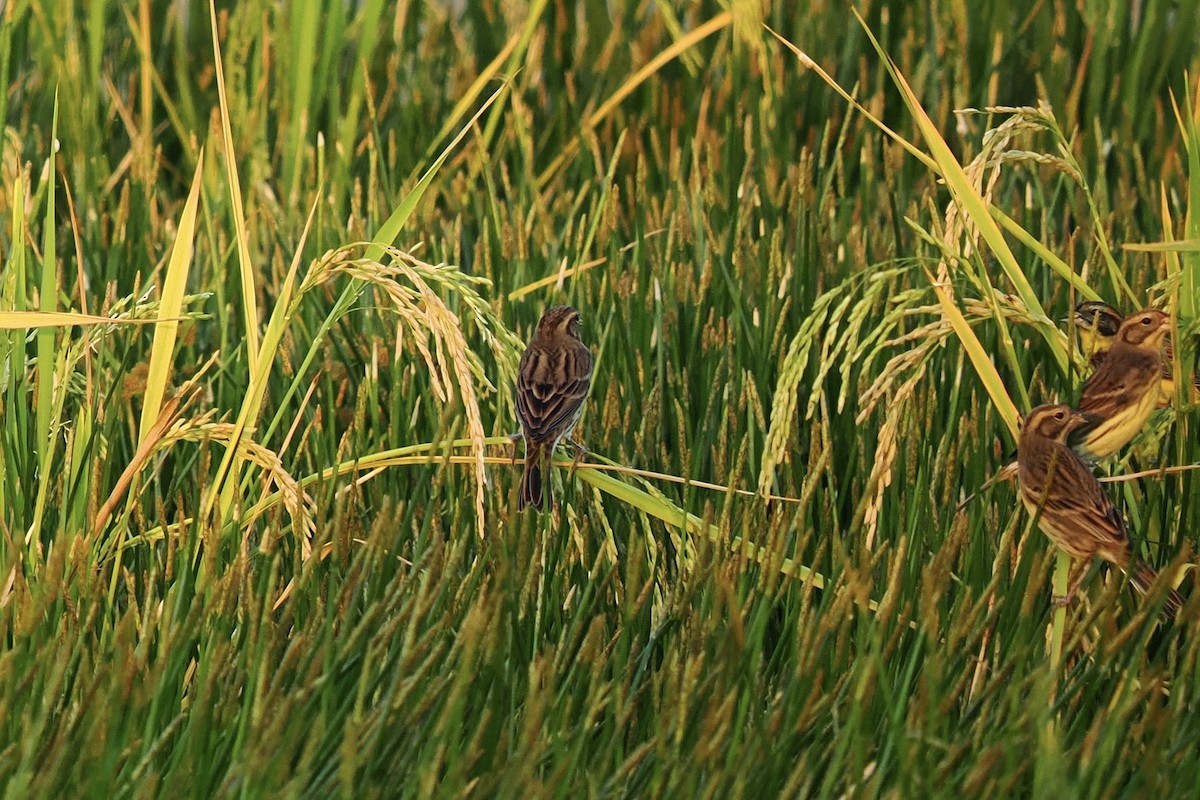 strnad obojkový - ML645329244