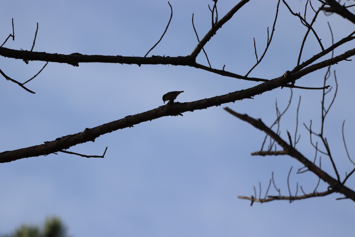 brhlík hnědohlavý - ML645329248