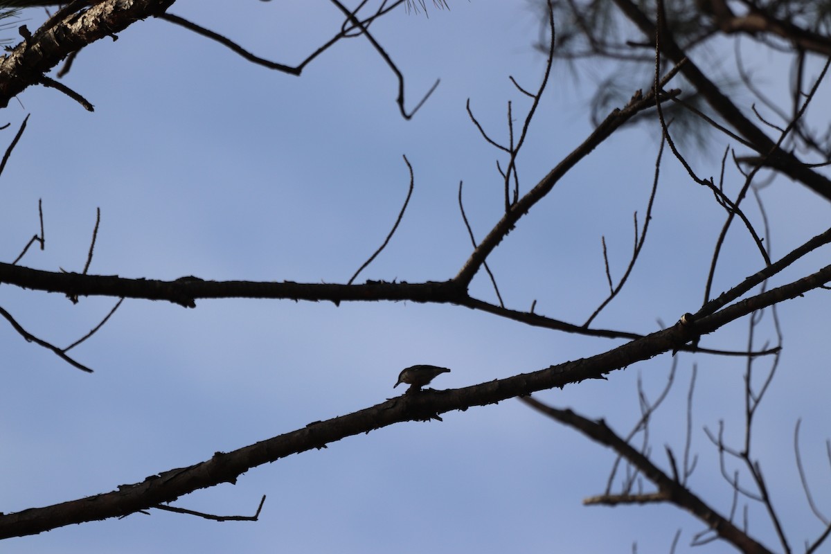 brhlík hnědohlavý - ML645329251