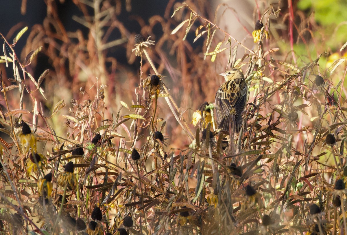 Bobolink - ML645329260