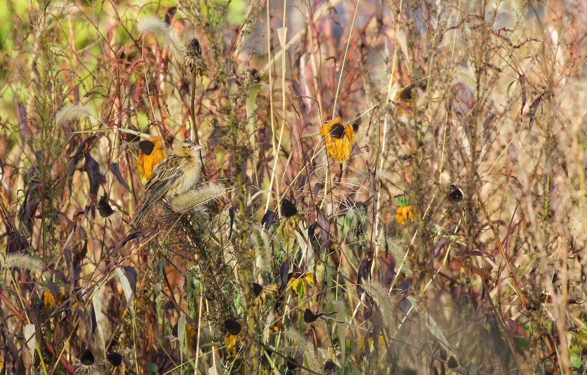 Bobolink - ML645329262