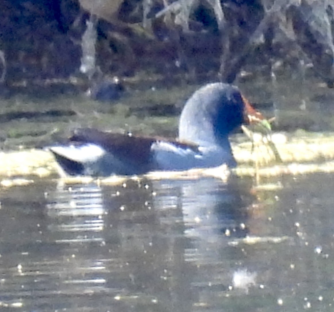 Курочка латиноамериканська - ML645329268