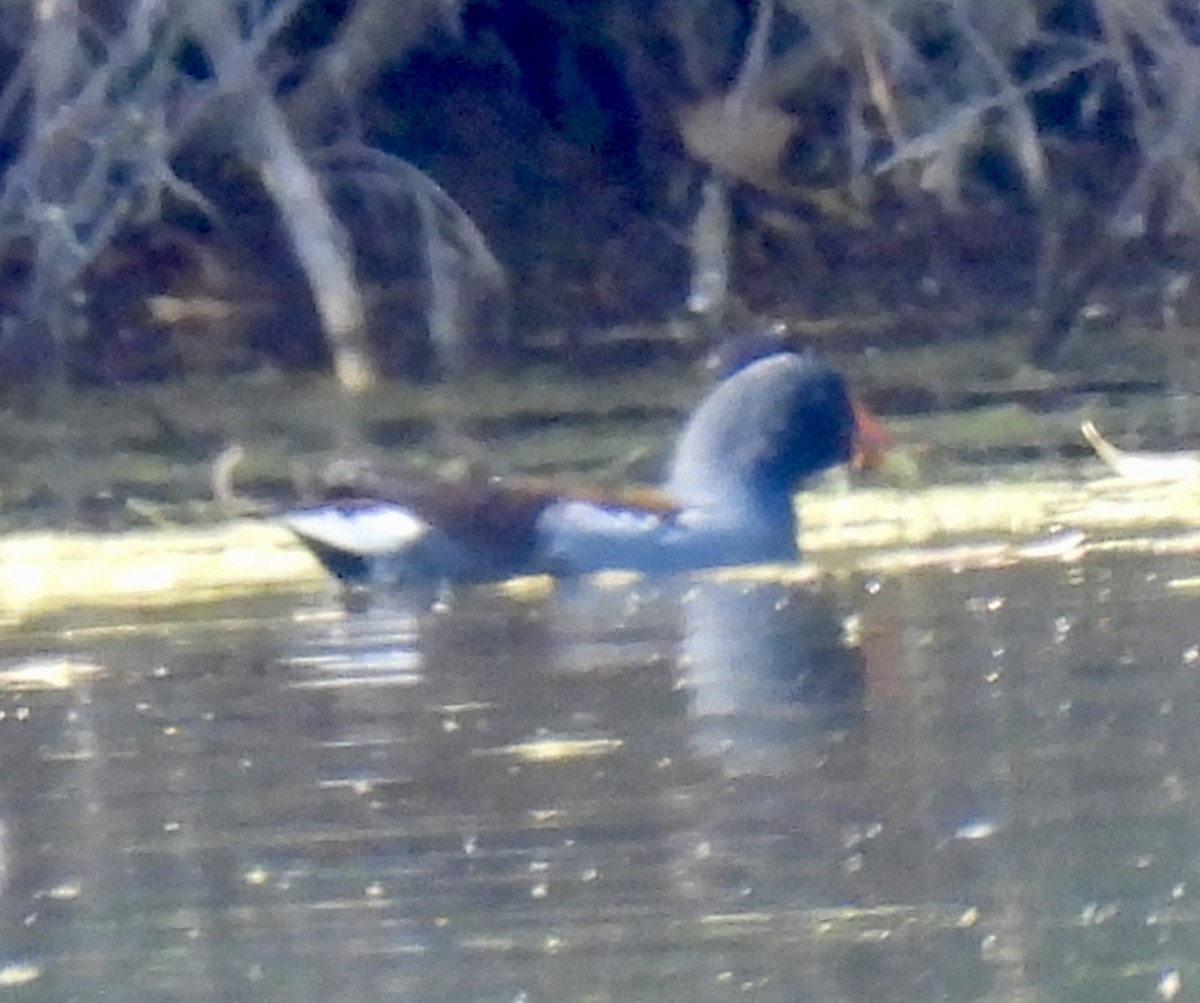 Курочка латиноамериканська - ML645329269