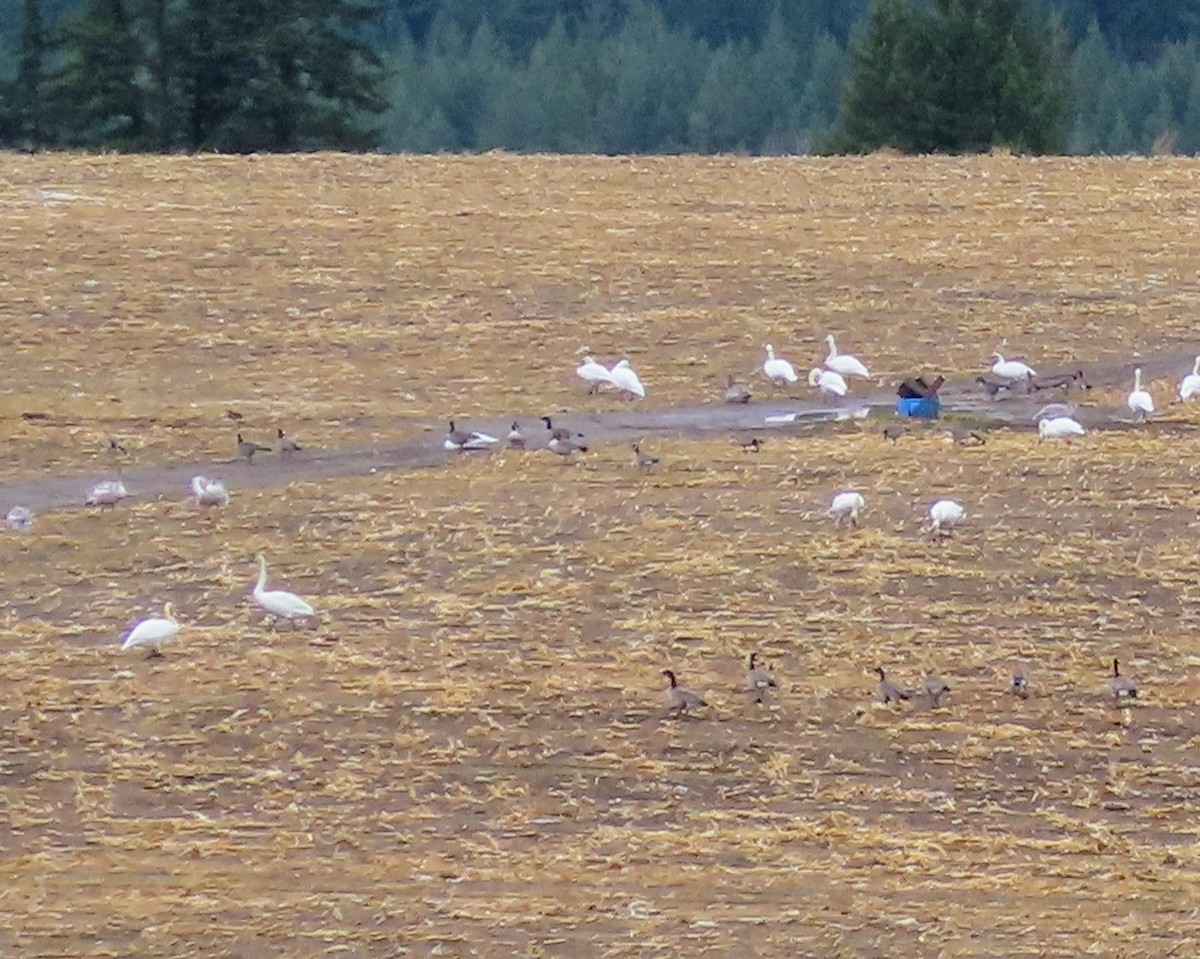 Trumpeter Swan - ML645329270