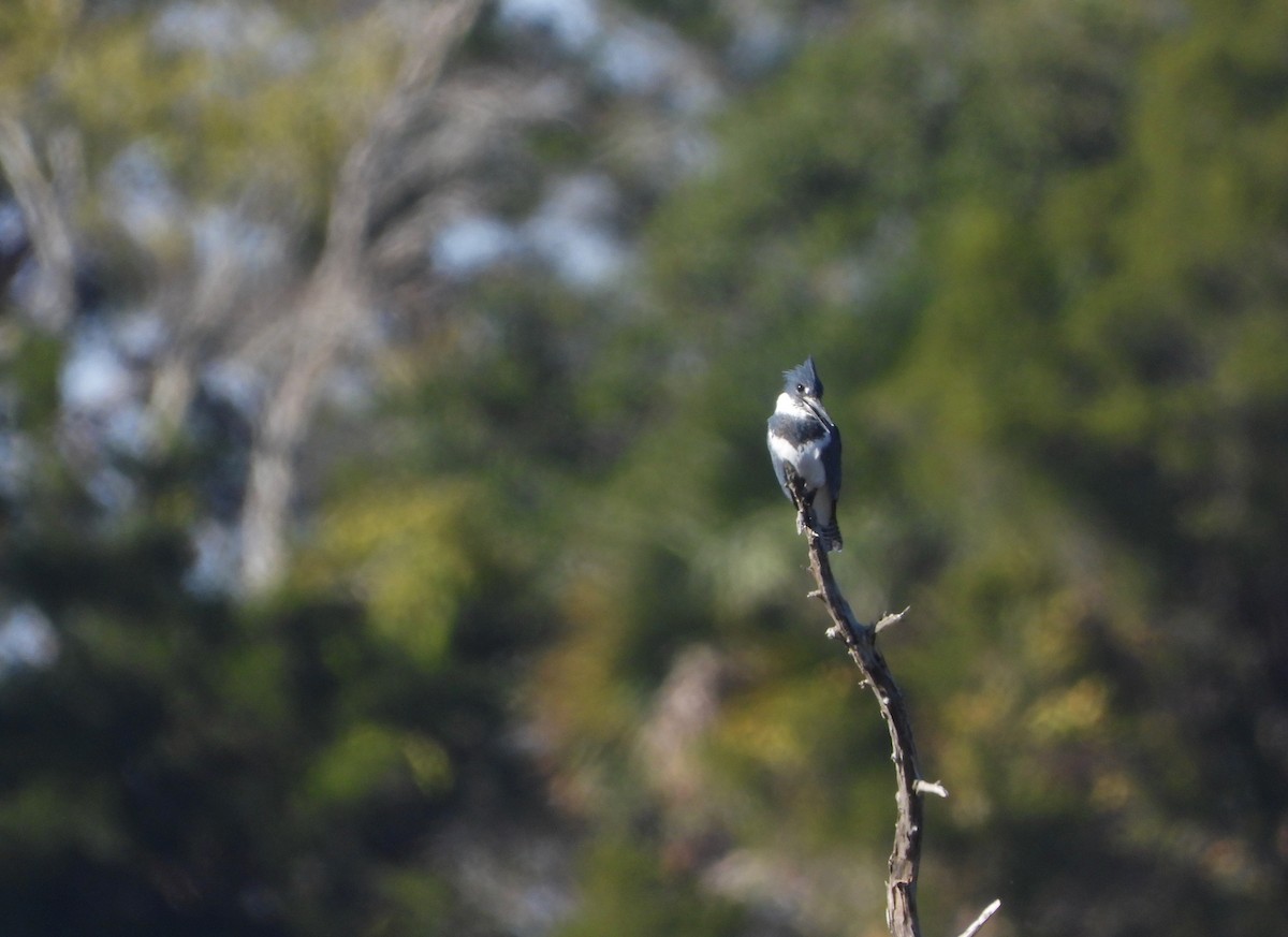 Martín Gigante Norteamericano - ML645329297