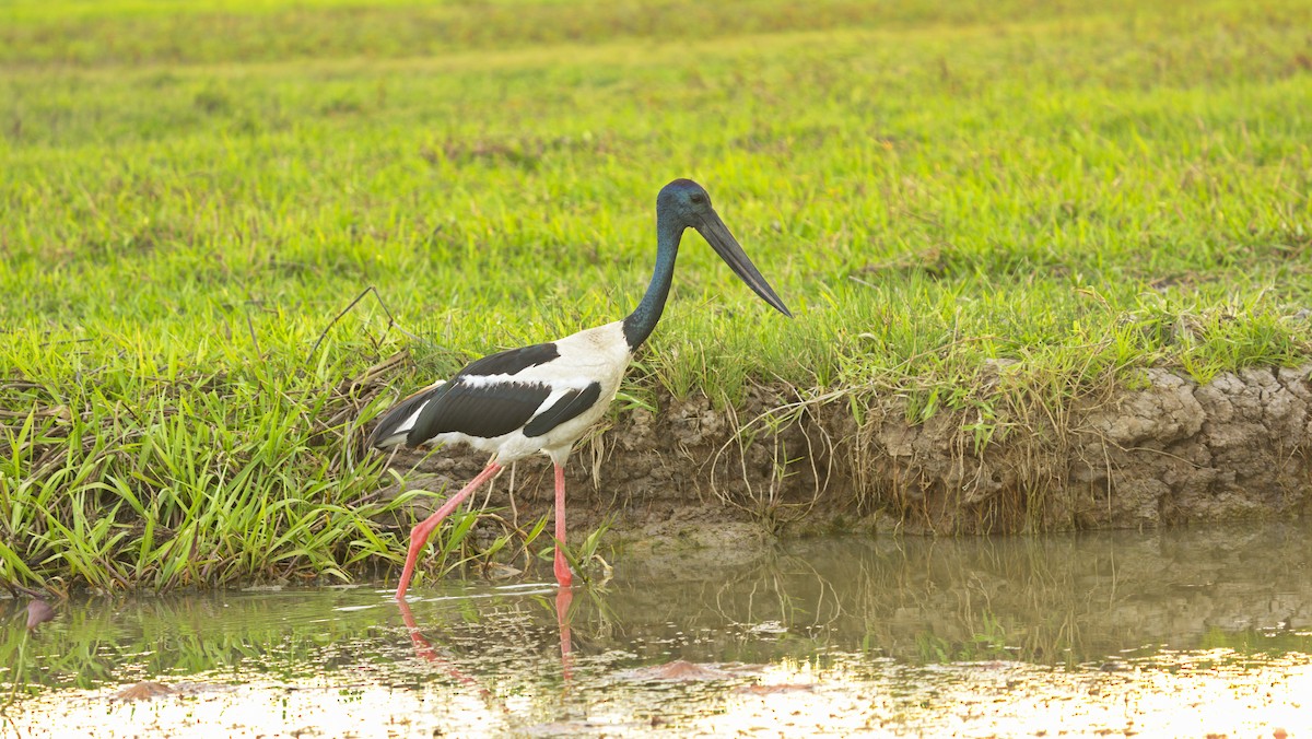 Black-necked Stork - ML645329308