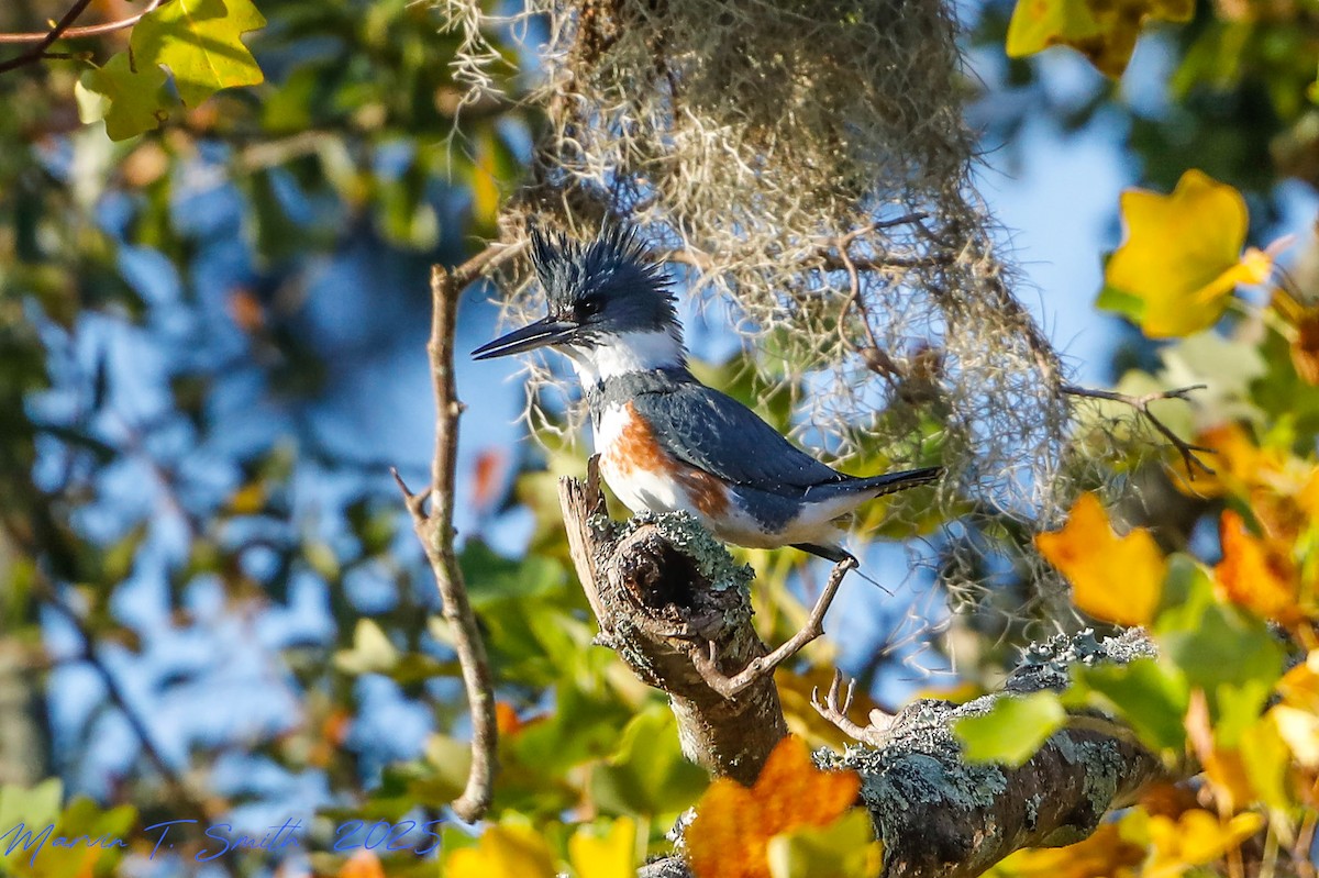 Belted Kingfisher - ML645329310