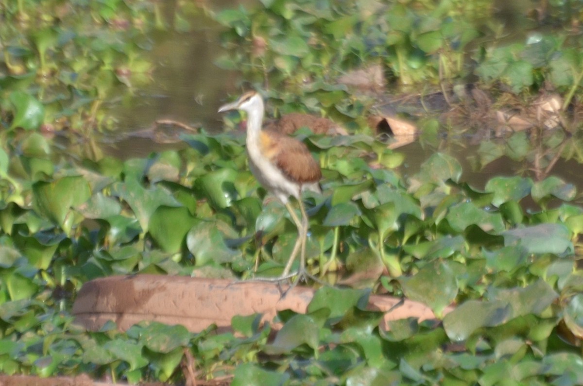 African Jacana - ML645329327