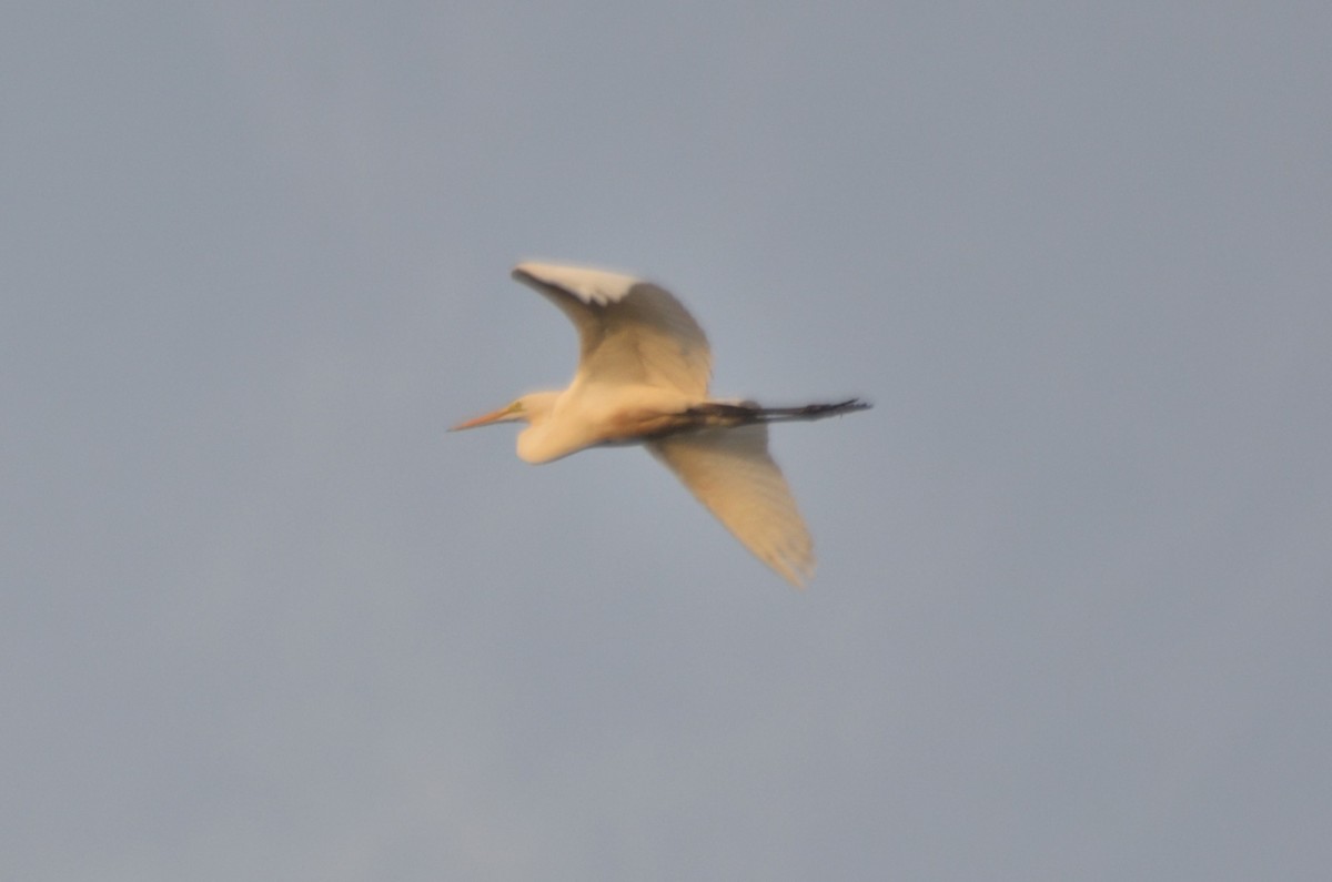 Цасч дэглий - ML645329335