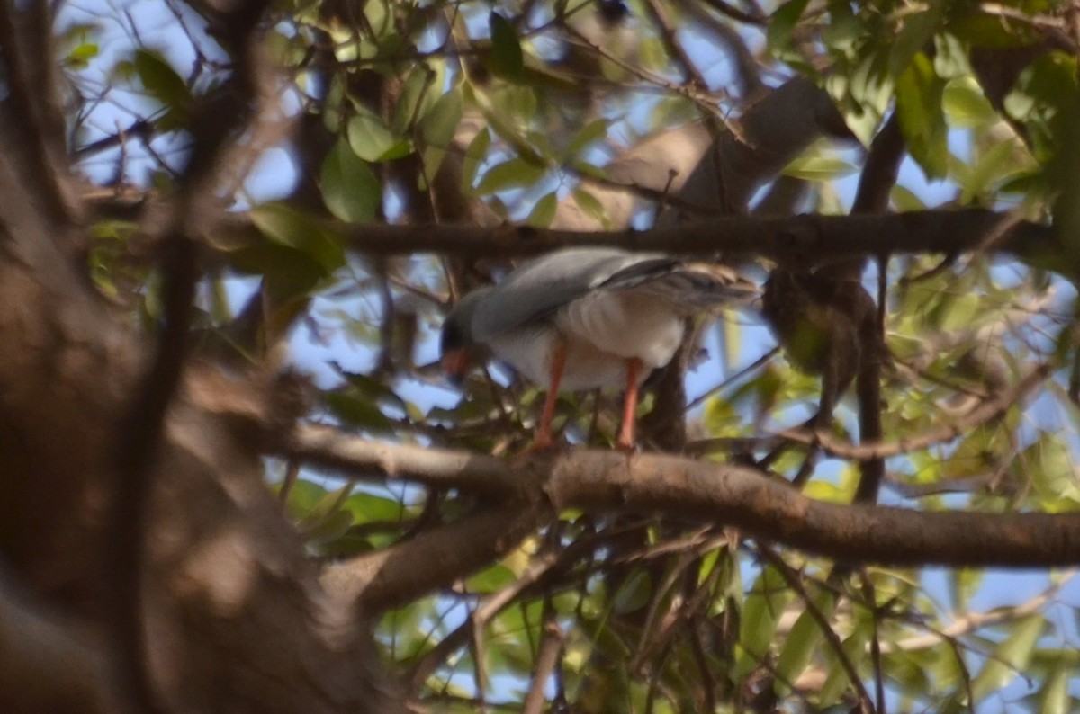 Gabar Goshawk - ML645329344