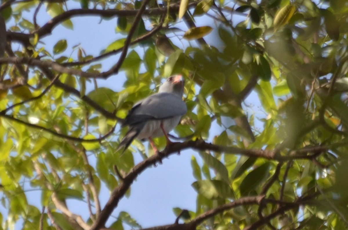 Gabar Goshawk - ML645329345